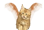 Black kitten with wings and a halo sitting, with 2 sets of 6-pointed stars by its sides